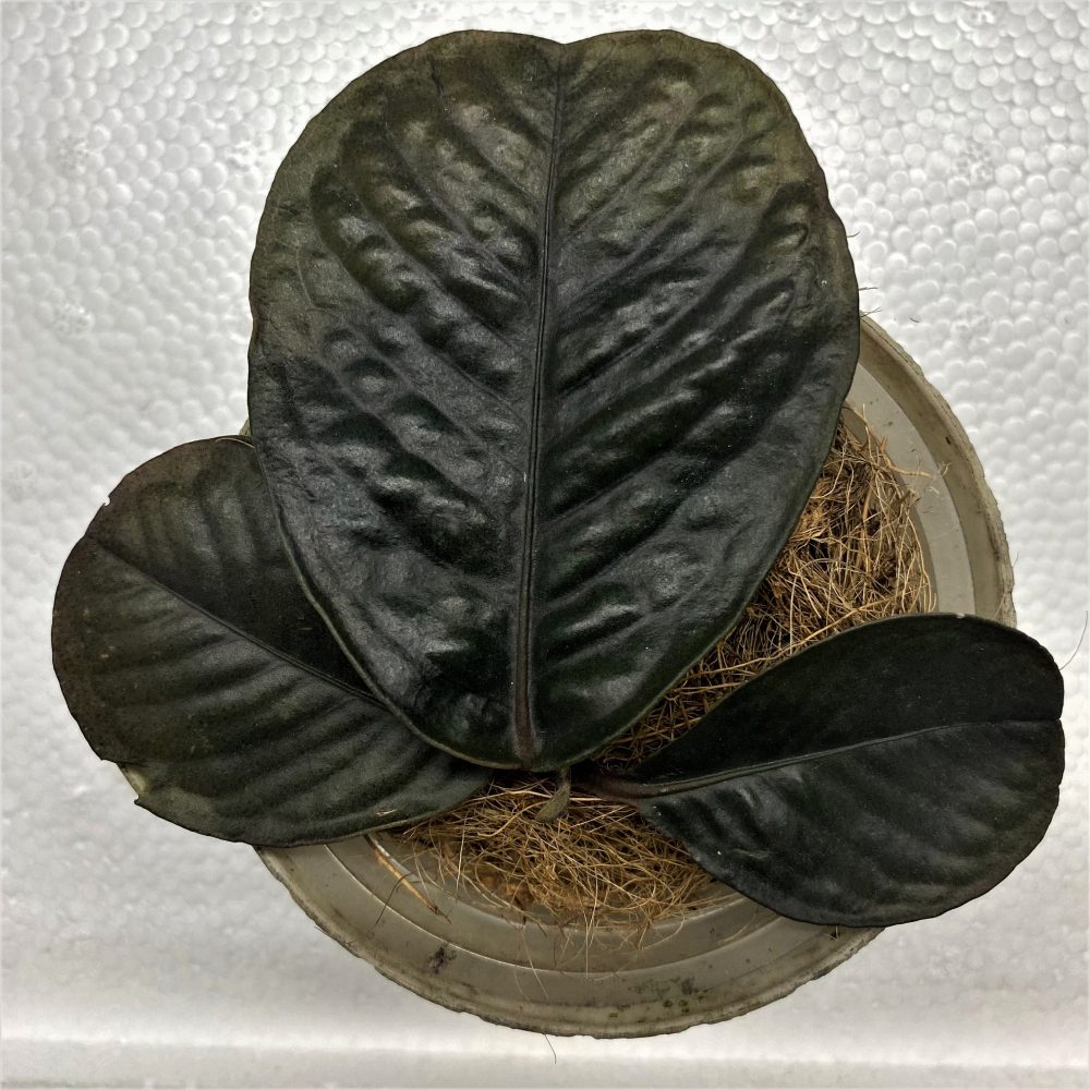 Labisia sp. Mangkuk Brown