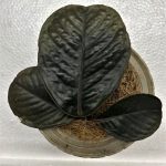 Labisia sp. Mangkuk Brown