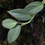 Rhaphidophora Silver