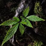 Pterisanthes sp.