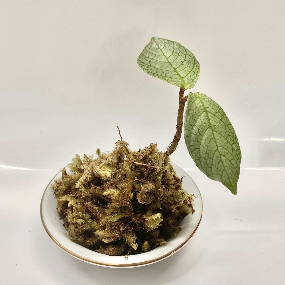 Argostemma sp. Silver