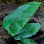 Diplazium Cordifolium Blume