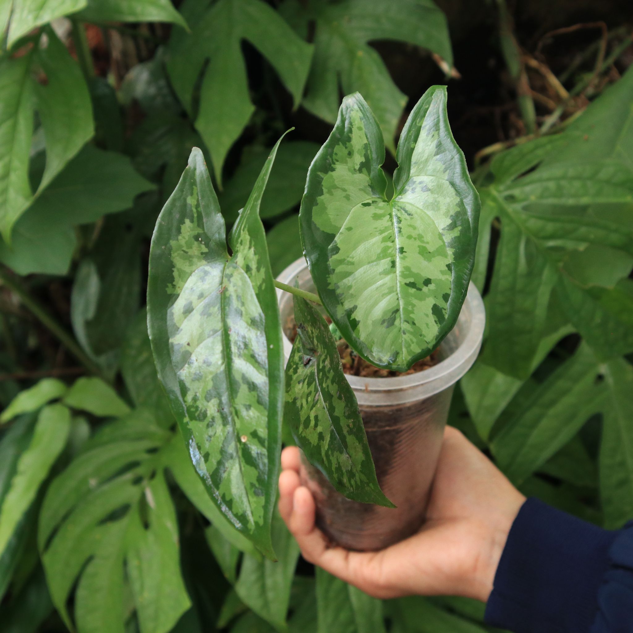 Hapaline Celatrix P.C. Boyce Borneo Aquatic