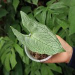 Hapaline Appendiculata Ridl