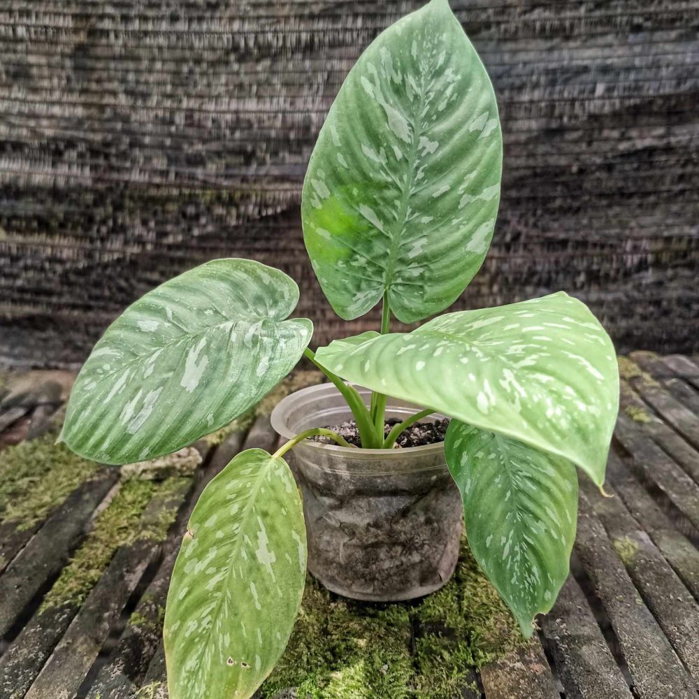 Homalomena sp. Army
