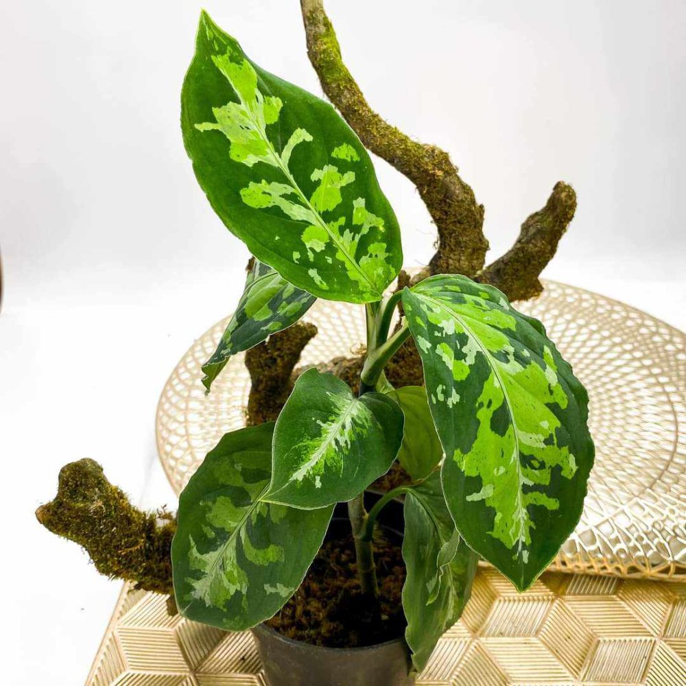 Aglaonema Pictum Tricolor