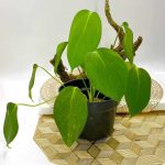 Homalomena Havilandii Ridl