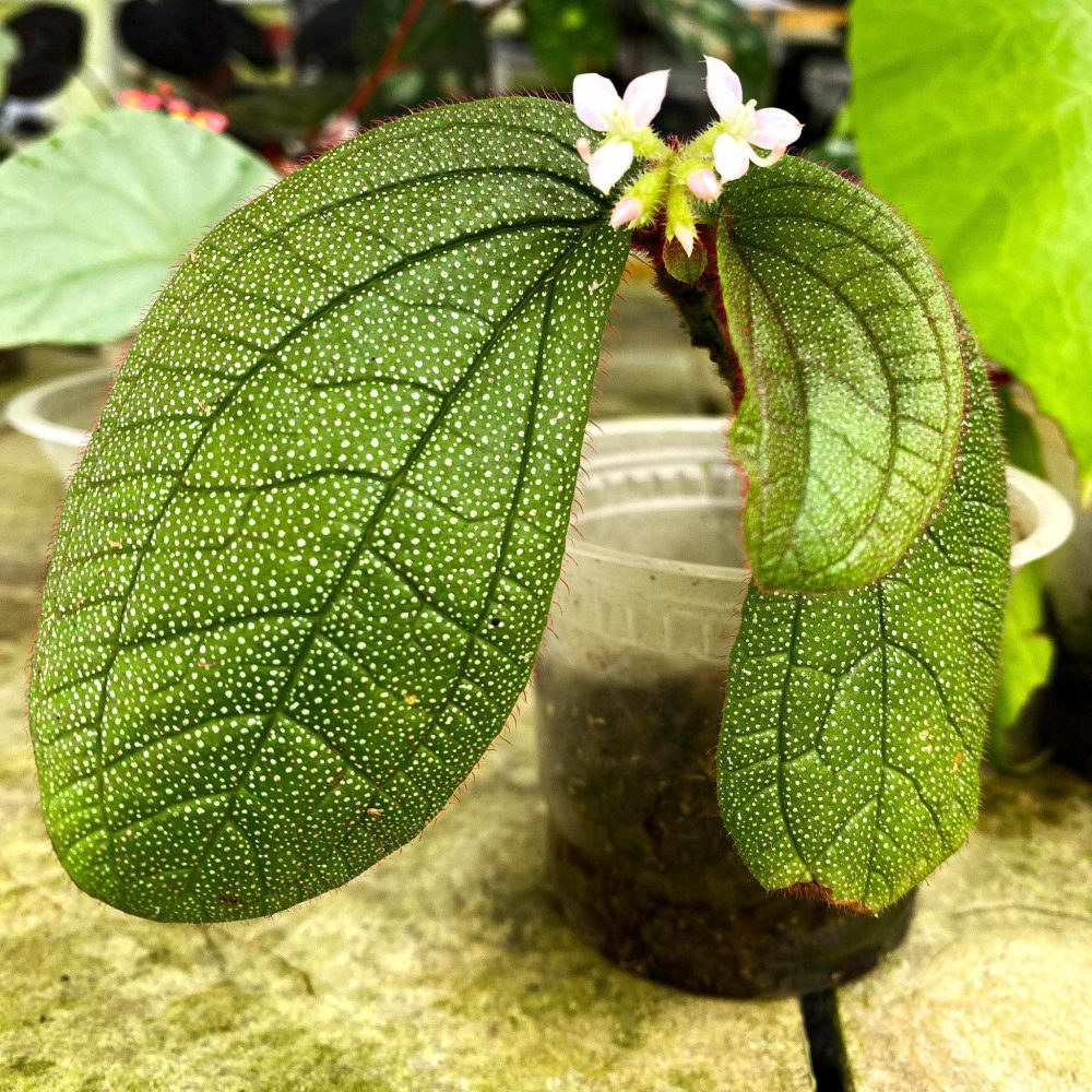 Sonerila Kapuas Hulu