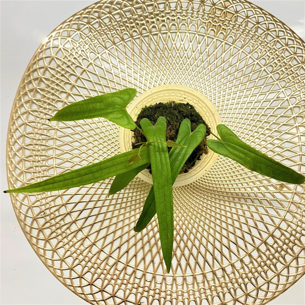 Dioscorea Spiculiflora