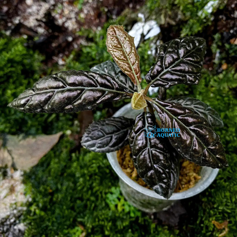 Acranthera Sp Brown Sumatera