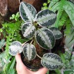 Argostemma sp. Snake