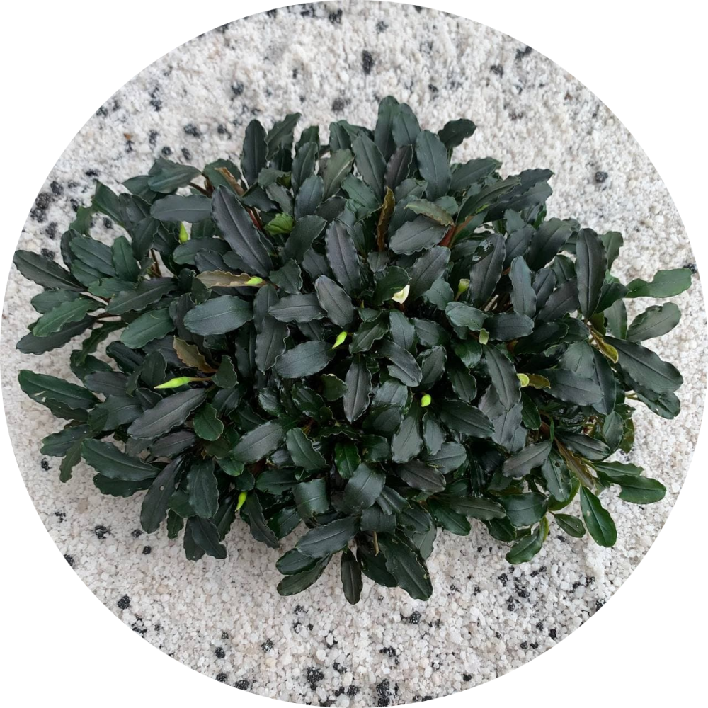 Bucephalandra Real Picture