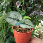 Scindapsus sp. Sprinkle Platinum