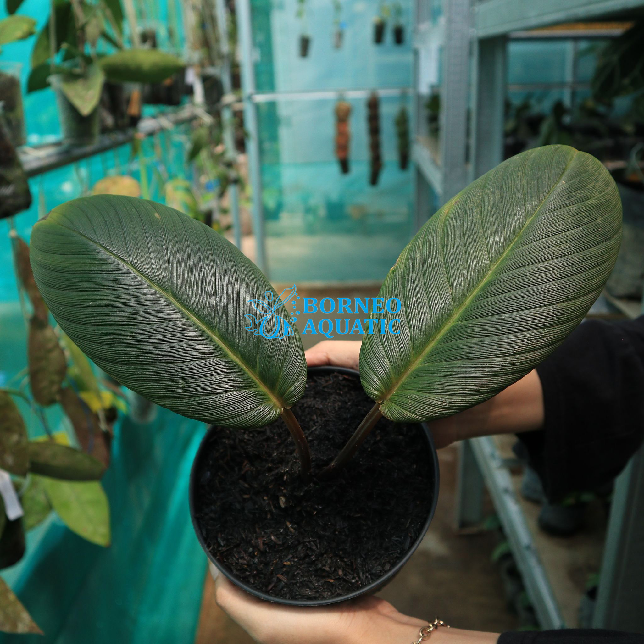 Homalomena sp. aff Insignis“Sarawak”[TB] Homalomena sp. Kapuas Hulu - Borneo Aquatic