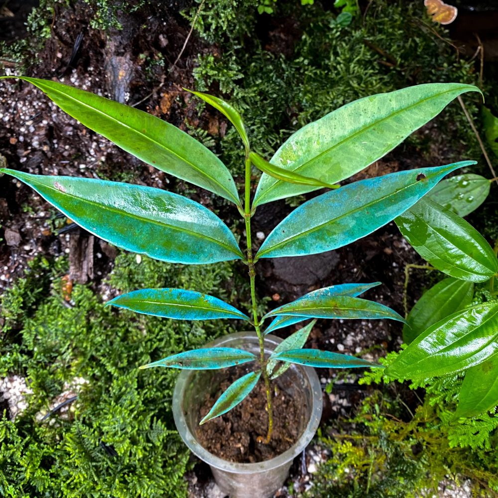 Ardisia Sp. Blue