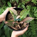 Syngonium Pink Splash