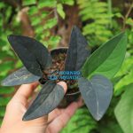 Anadendrum sp. Black