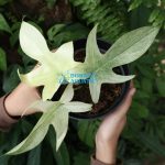 Philodendron sp. Florida Ghost Mint