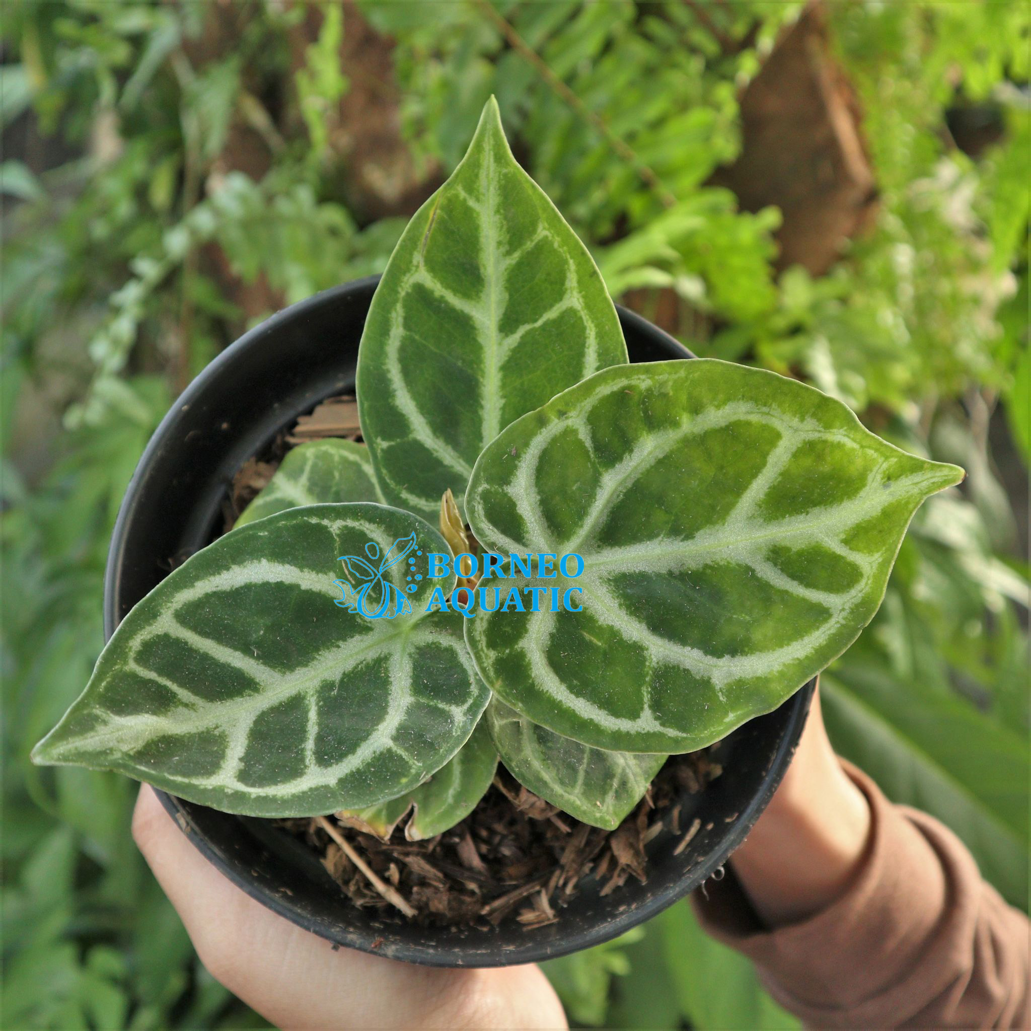 246130829_1230292417467007_297