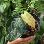 Philodendron sp. Melano