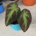 Begonia sp. Sumatra