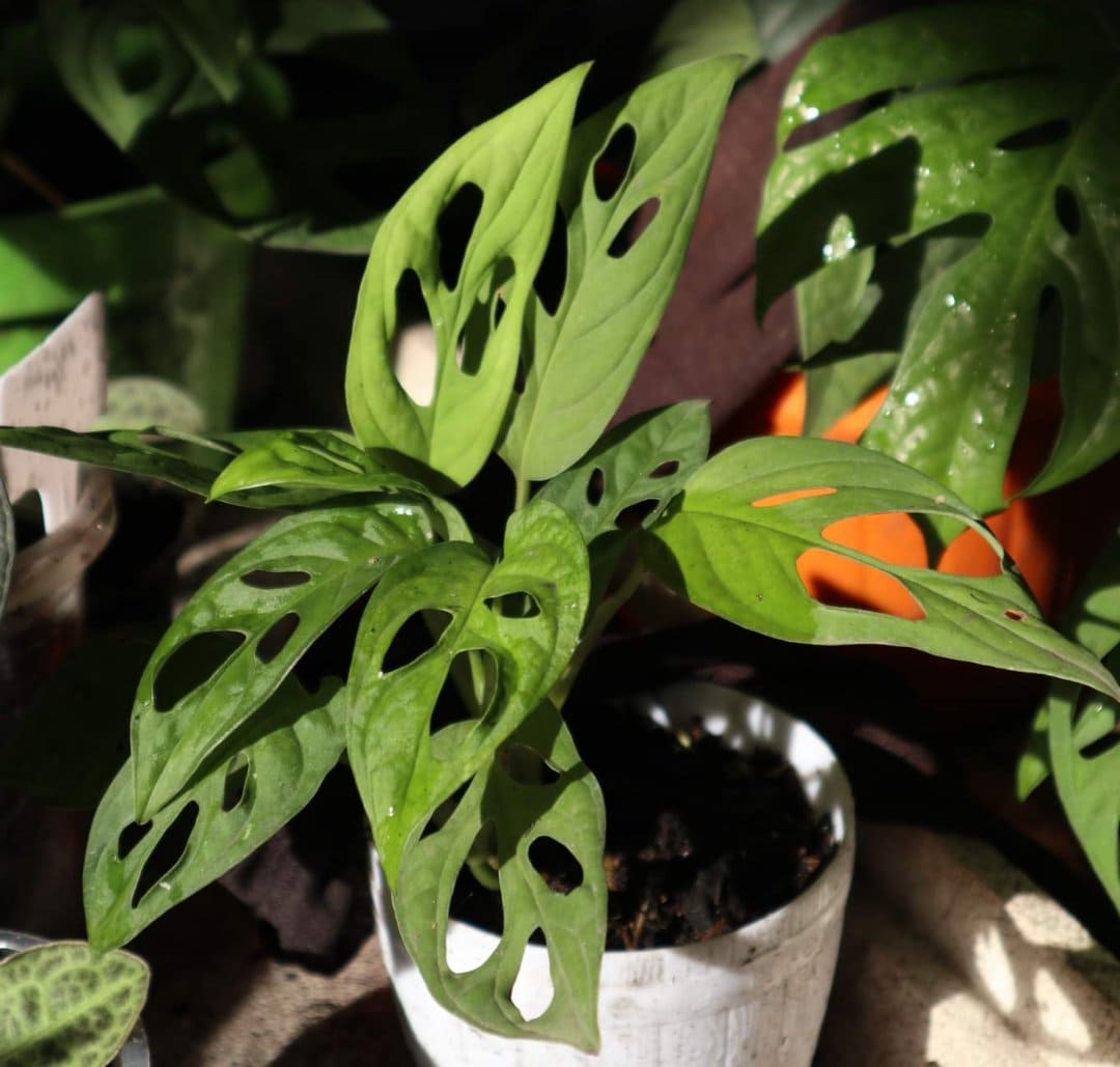 Monstera Adansonii - Borneo Aquatic