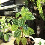 Pilea Cadierei