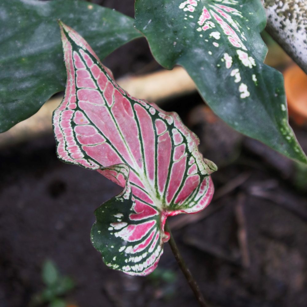 Caladium Wayang