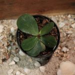 Homalomena sp. Dolphin