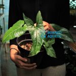 Syngonium Batik