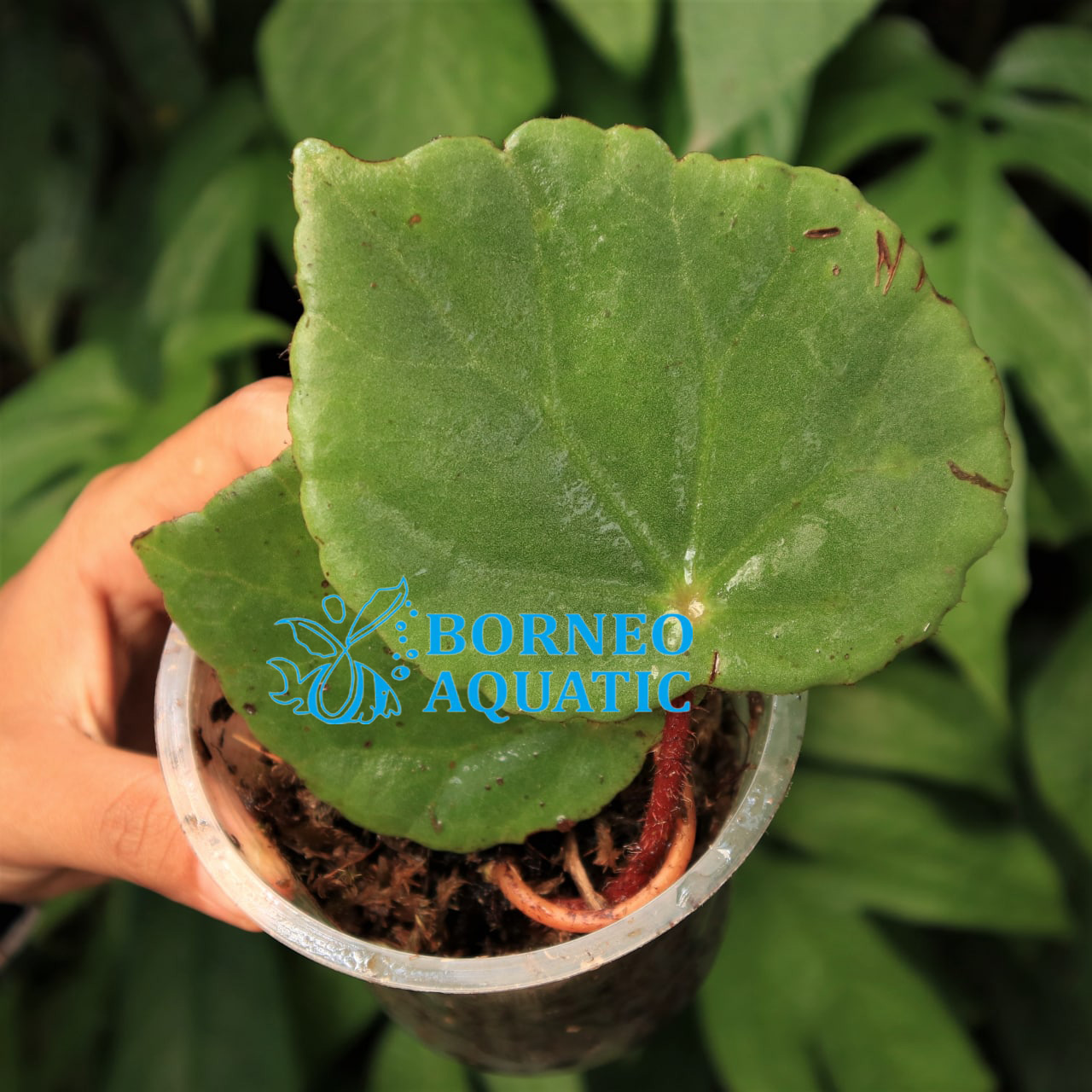 その他観葉植物 Begonia sp. Gn.Saran, Kalimantan barat Begonia sp Tenuyuk Kalimantan Barat for Sale | My Home Nature