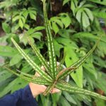 Ardisia sp. Papua