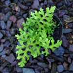 Selaginella sp Kapuas Hulu