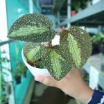 Begonia sp. Baik Velvet