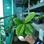 Syzygium Jiewhoei Hambali