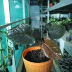 Homalomena Rubescens Dark