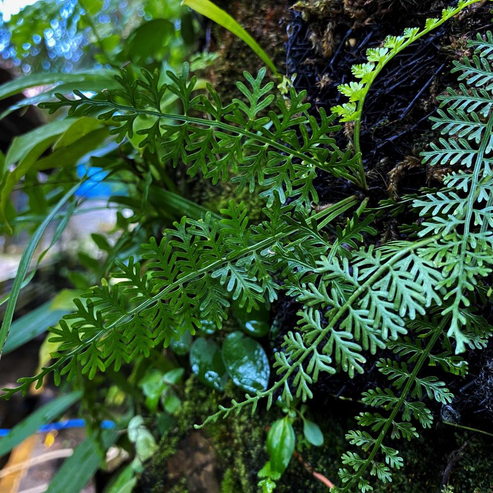 Asplenium Thunbergii