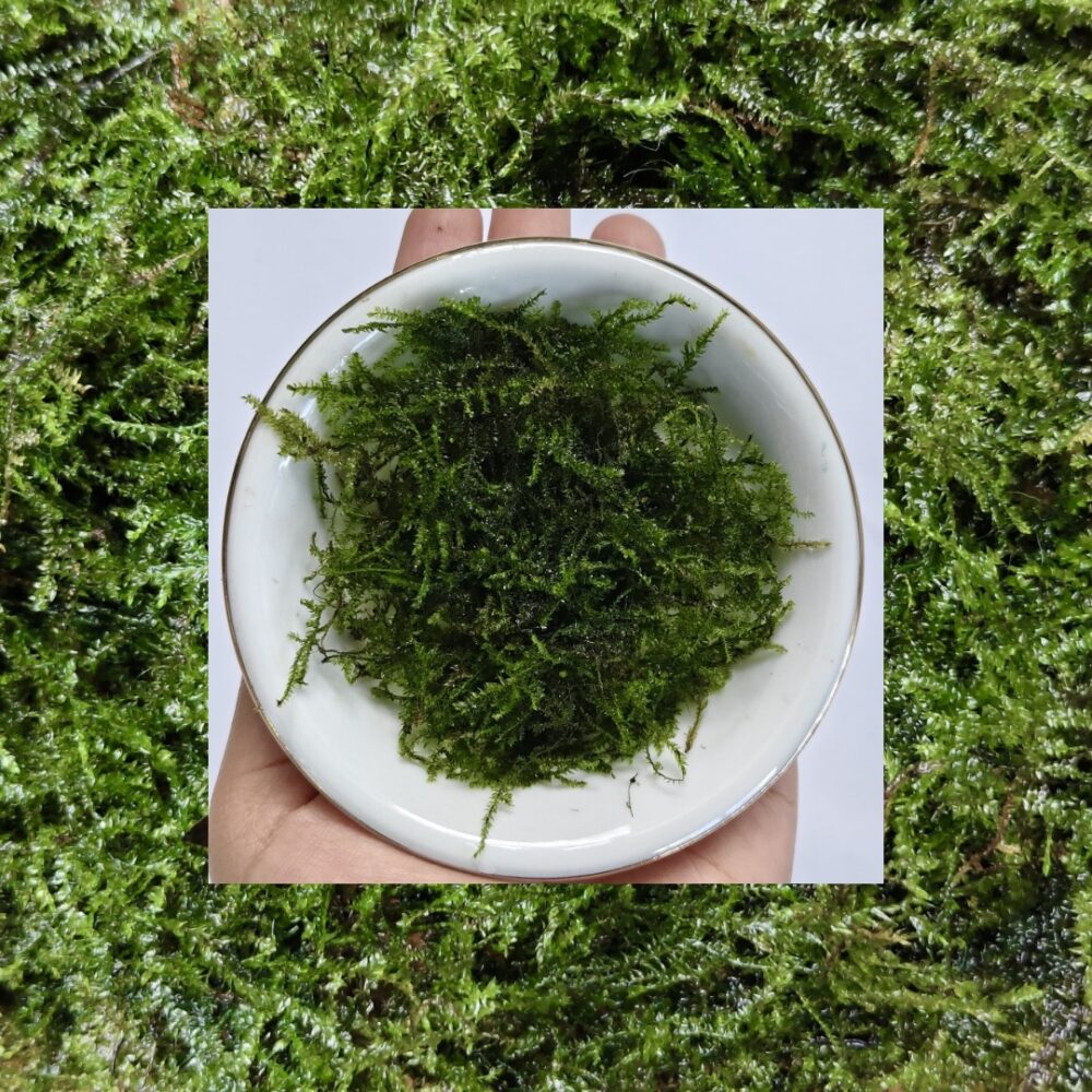 Moss Weeping