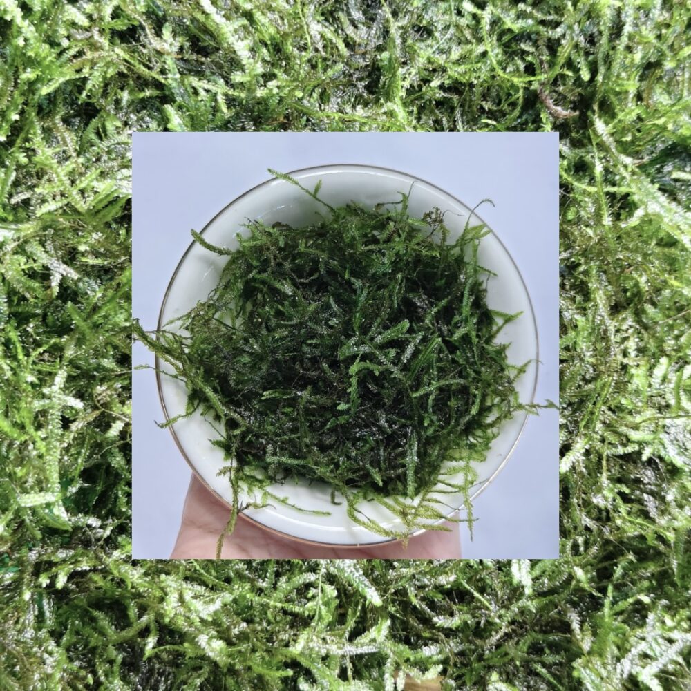 Moss Erect