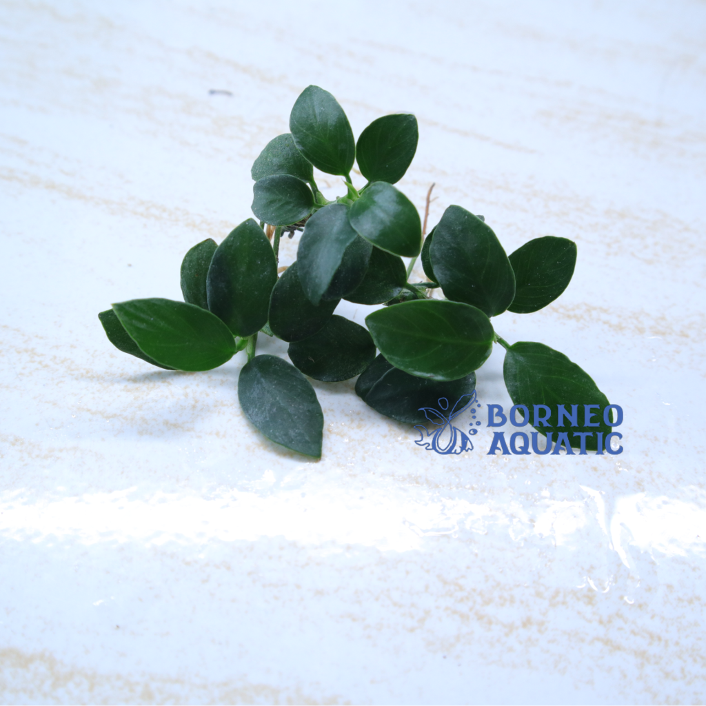 Anubias Nana Bonsai - Borneo Aquatic