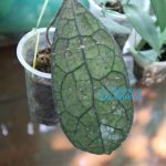 Hoya Clamensiorum T. Green