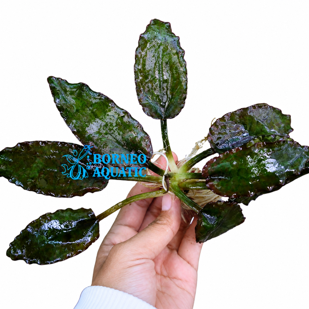Cryptocoryne Auriculata