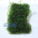 Moss Flame