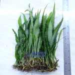 Java Fern Narrow