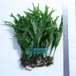 Java Fern Thor Hammer
