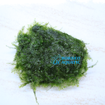 Moss US Fissiden Fonatus