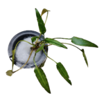Cryptocoryne Parva