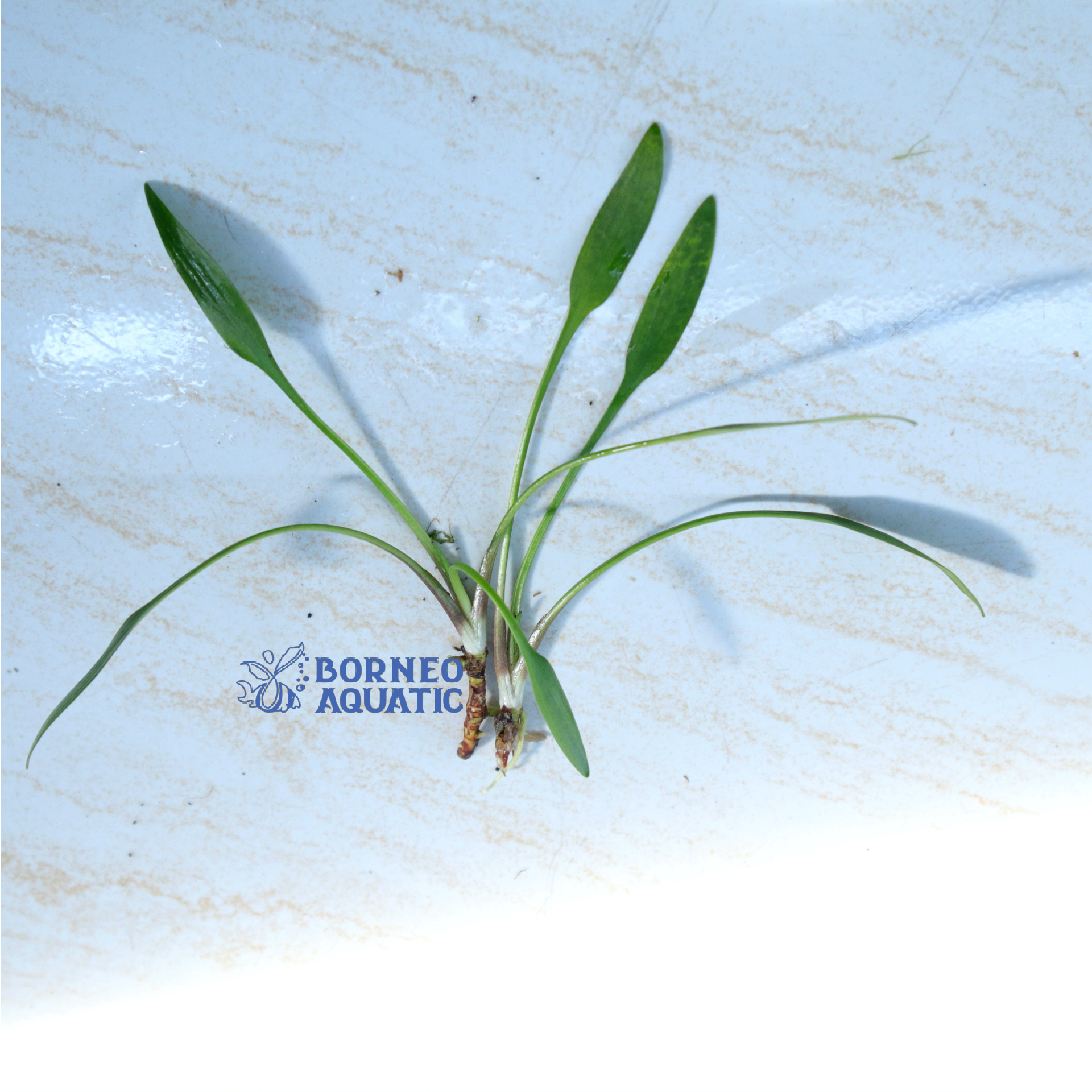 Cryptocoryne sp. philippines min-2【LA便】