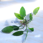 Cryptocoryne Pontedifolia