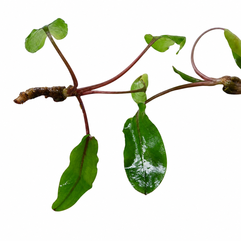Cryptocoryne Beckettii